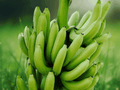 10 Live Plant Plugs Gros Michel Banana Tropical Fruiting Plant