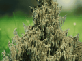 10 Seeds Kashmir Cypress (Cupressus cashmeriana) Evergreen Conifer Tree