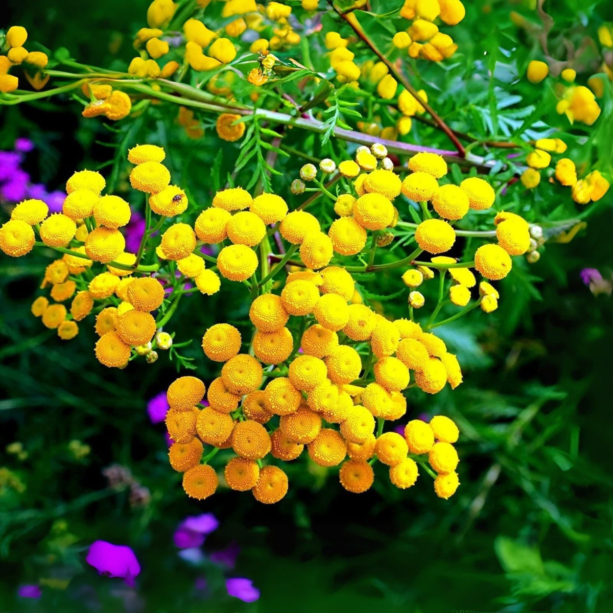Tansy Herb Seeds - 200 Pack - Excellent Cut Flower & Essential Oil - Tanacetum vulgare