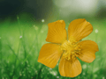 10 Seeds Abutilon indicum Indian Mallow Flowering Shrub