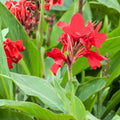 Canna Flower Seeds - 10 Pack - Colorful Edible Variety - Canna indica