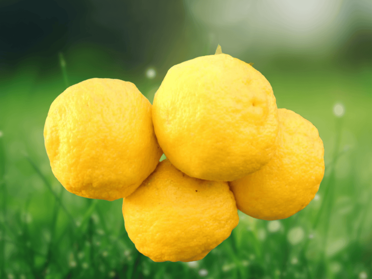 5 Seeds Citrus junos Yuzu Citrus Tree