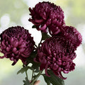 Twilight Plum Mum Seeds 200+ Chrysanthemum Flower Seeds Purple Annual Bloom Garden Chrysanthemum morifolium