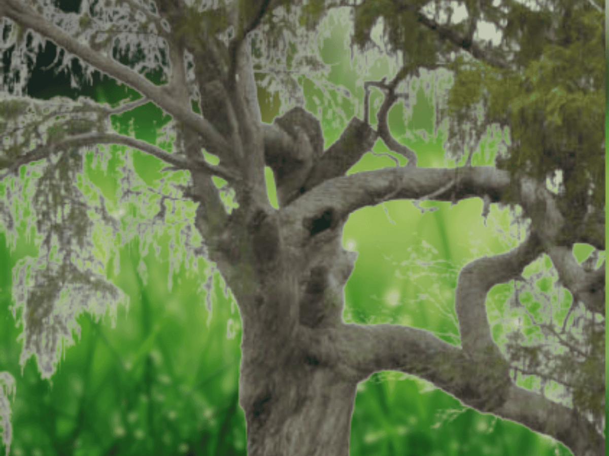 5 Seeds Montezuma Cypress Tree (Taxodium mucronatum)