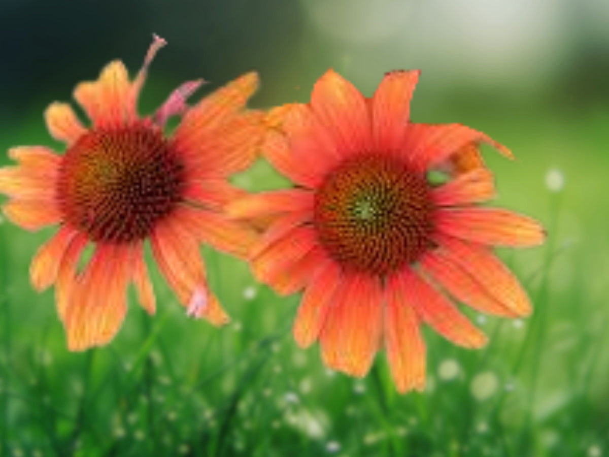 50 Seeds Orange Passion Coneflower Echinacea Perennial Flower Bright Orange Blooms Hardy Pollinator Attractor Easy Grow Drought Tolerant