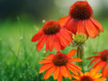 50 Seeds Lakota Coneflower Echinacea Purpurea Perennial Red Orange Blooms Drought Tolerant Pollinator Friendly