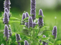 10 Seeds Blue Hyssop Agastache Hybrid Perennial Flowering Plant Pollinator Garden