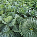 Collard Greens Seeds - Heirloom Morris Variety - Non-GMO Brassica oleracea var. viridis - 50+ Seeds for Gardening and Cooking