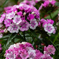 Dianthus Perennial Plant 4" Pot - Fragrant Pink Blooms - Live Garden Flower - Sweet William (Dianthus barbatus)