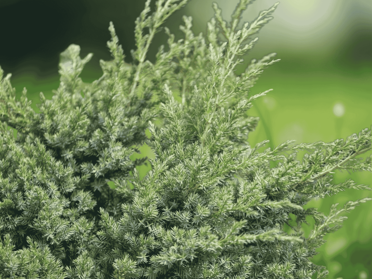 3 Live Plants Juniperus chinensis Nick's Compact Dense Evergreen Shrub