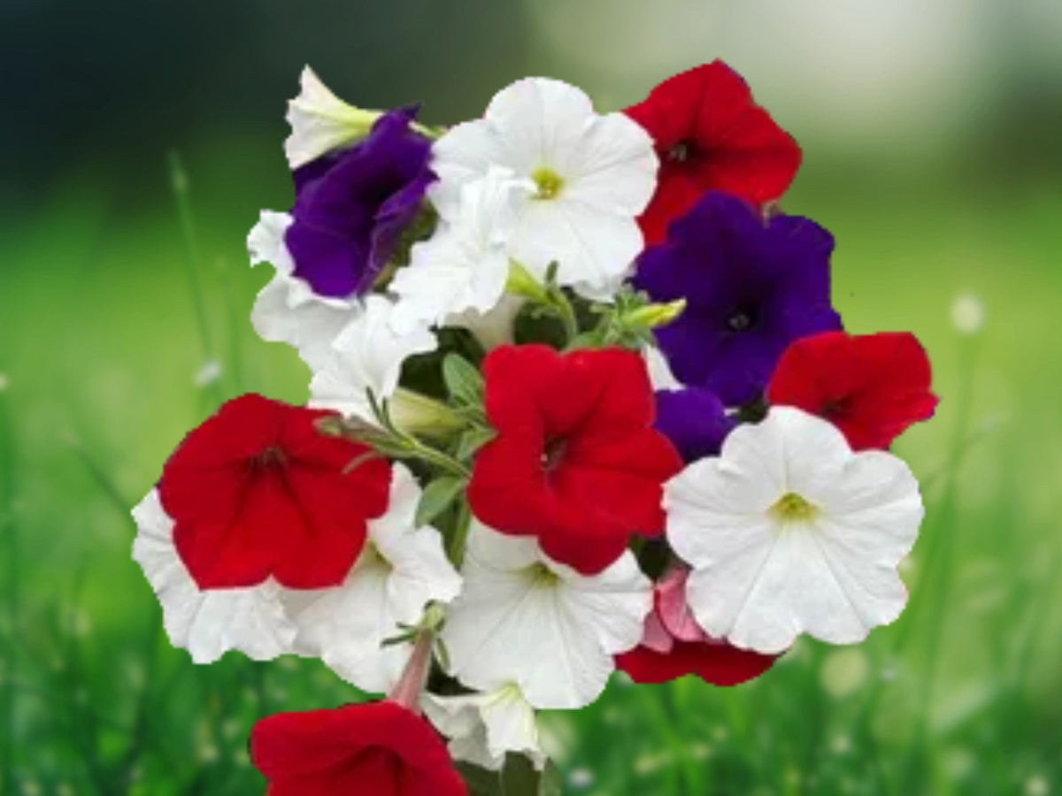50 Seeds Petunia Red White Purple Mix Easy Grow Annual Flower for Hanging Baskets, Pots, Garden Beds