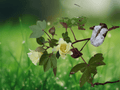 5 Seeds Upland Cotton Plant Gossypium hirsutum Cotton Fiber Annual