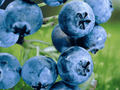 1 Live Plant Reka Blueberry Vaccinium corymbosum Starter Plug