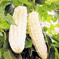 10 White Bitter Gourd Seeds - Exotic Bitter Melon for Planting, Momordica charantia, Edible Vegetable Seed Pack