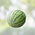 Iroquois Melon Seeds | Non-GMO Heirloom | Fresh Garden Seeds | Citrullus lanatus