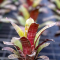 Aechmea Frappuccino Plant in 6" Pot | Unique Bromeliad Houseplant | Aechmea 'Frappuccino'