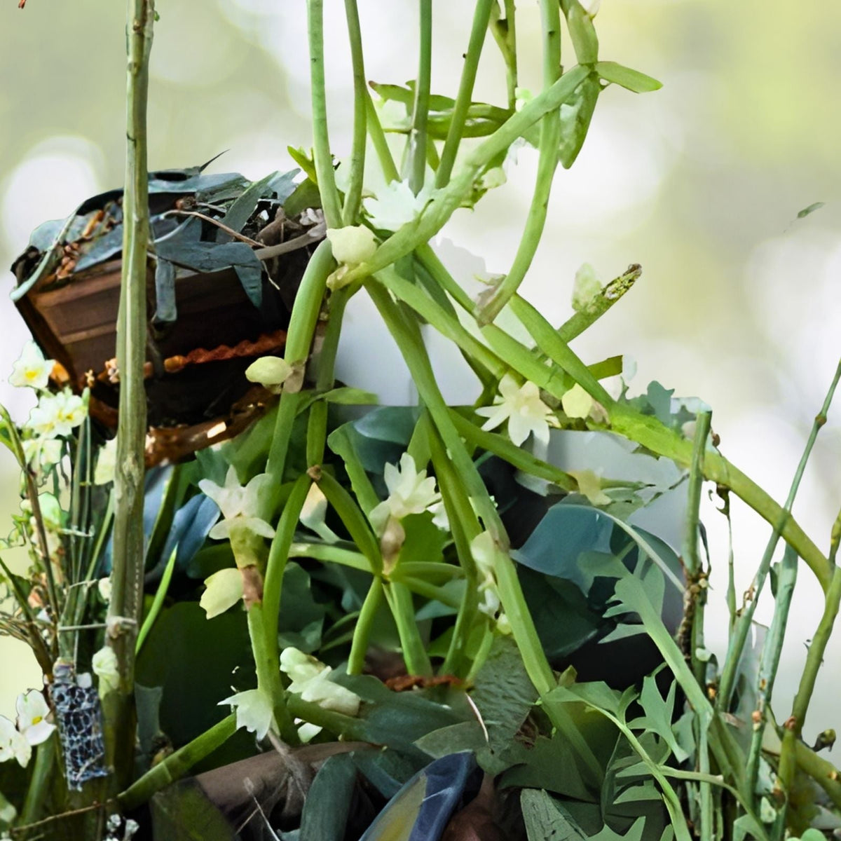Rhipsalis Cutting - 4 Inches - Yellow/White Flowers - Branching - Rhipsalis sulcata