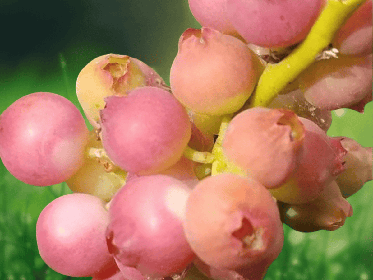 1 Live Plant Pink Lemonade Blueberry Vaccinium Hybrid in 4 Inch Pot
