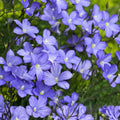 Blue Flax Seed Pack - 100+ Seeds for Garden, Wildflower, Ornamental, Linum usitatissimum