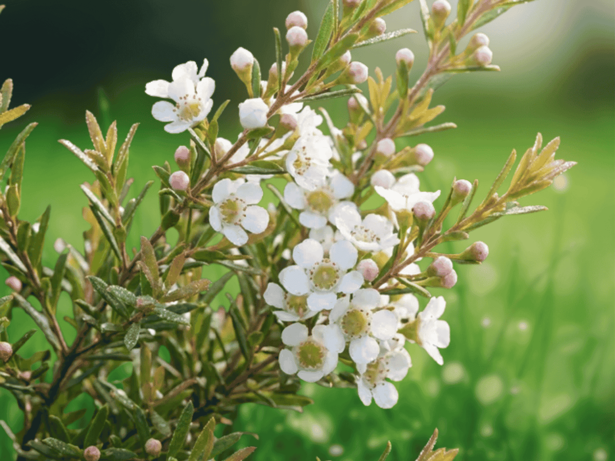 10 Seeds Dwarf Heath Myrtle Baeckea virgata Compact Evergreen Shrub