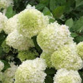 Lime Hydrangea Live Plant in Quart Pot Shrub for Planting 6 12" Tall Hydrangea macrophylla