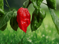 10 Seeds Ghost Pepper Bhut Jolokia Hot Chili Pepper Heirloom