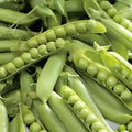 Snow Pea Seeds 30+ Count Dwarf Sugar Grey Chinese Stir Fry Snap Peas Edible Asian Vegetable
