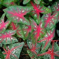 Caladium Bulbs Red Flash Fancy Mix 5 Bulbs- Colorful Perennial Plant - Caladium hortulanum - Easy to Grow Indoor Outdoor Garden