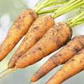 Danvers 126 Carrot Seeds | Heirloom NON-GMO Vegetable Seeds | Organic Gardening | Daucus carota