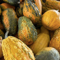 Lunch Lady Gourd Seeds 10 Pack - Exotic Pumpkin Variety for Planting, Cucurbita pepo
