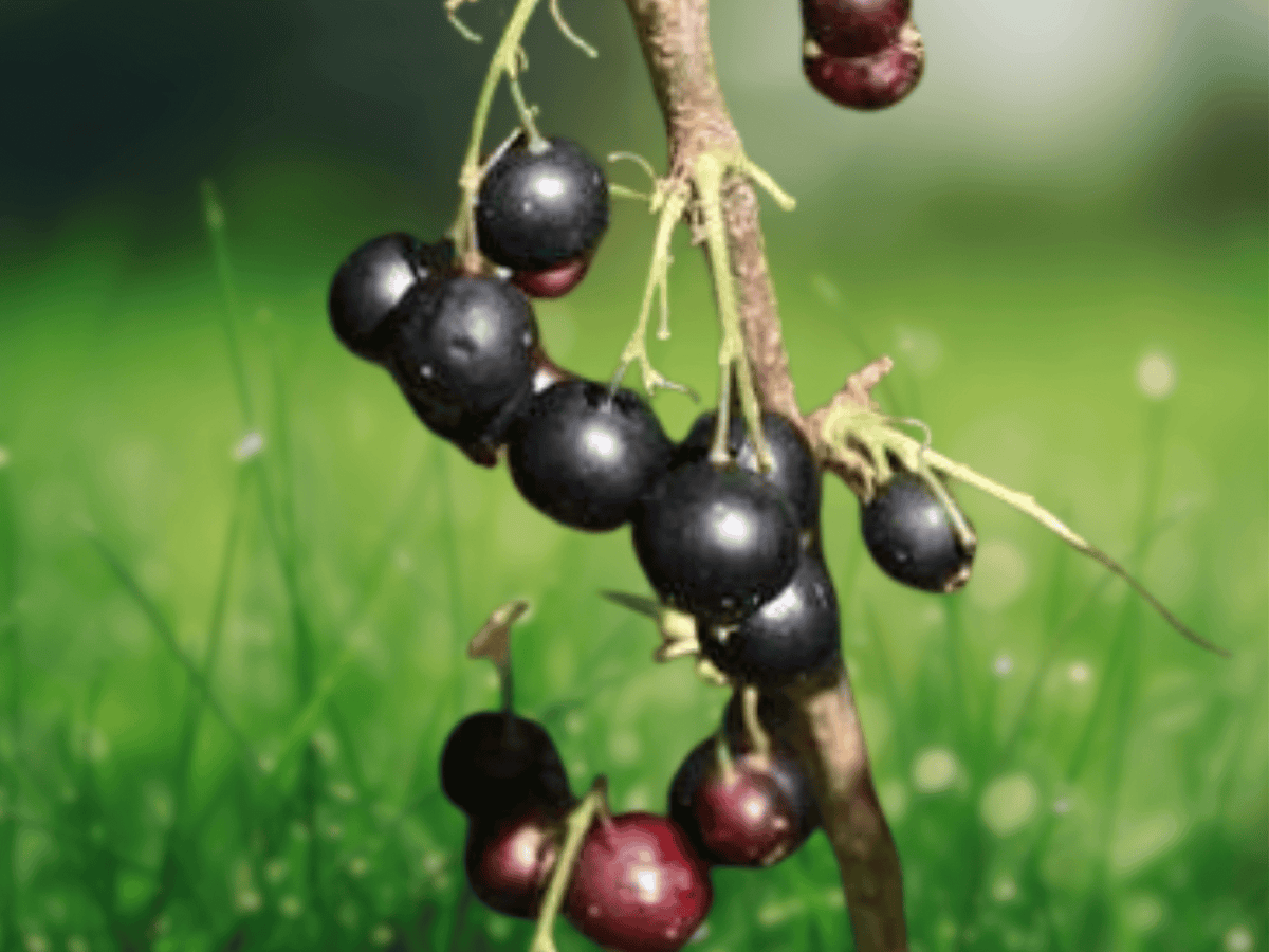 1 Live Plant Consort Black Currant Ribes nigrum Well Rooted 14 Inch Tall