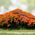 Fresh Flamboyant Tree Seeds - 10 Seeds Royal Poinciana, Delonix Regia, Red Flame Tree, Easy to Sprout, Harvested This Season