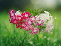 50 Seeds Twinkle Phlox Mix Starry Pink White Blooms Easy Grow Cottage Garden Border Flower