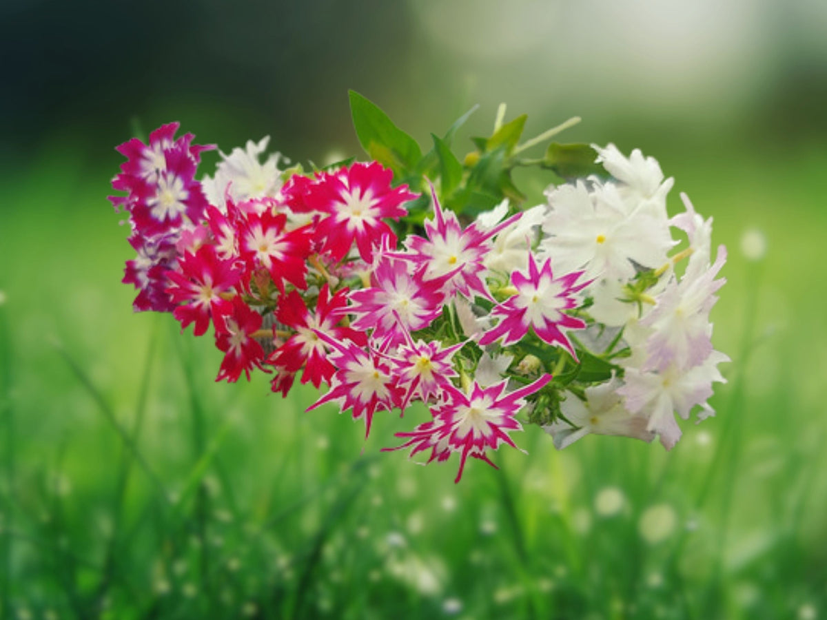 50 Seeds Twinkle Phlox Mix Starry Pink White Blooms Easy Grow Cottage Garden Border Flower