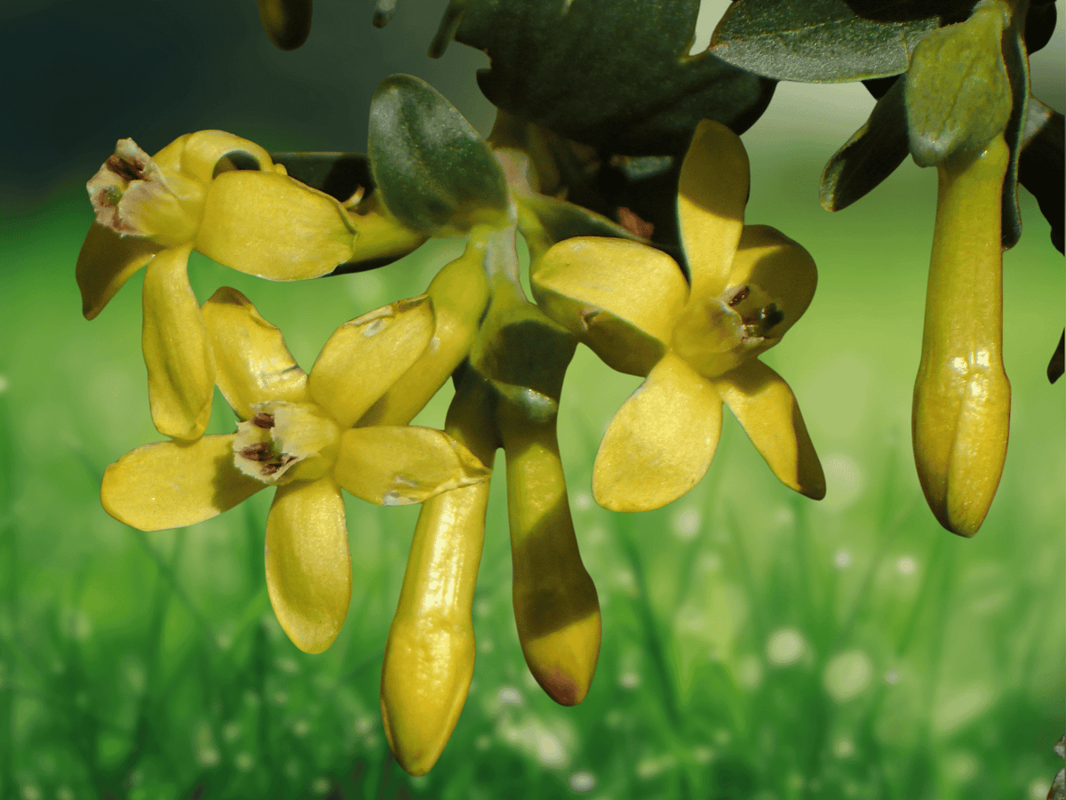 30 Seeds Golden Currant Ribes aureum Fragrant Yellow Flowers Edible Berry Shrub