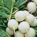 Heirloom Radish Seeds 1000 Non-GMO Hailstone White Raphanus sativus for Home Gardening, Organic Vegetable Seeds