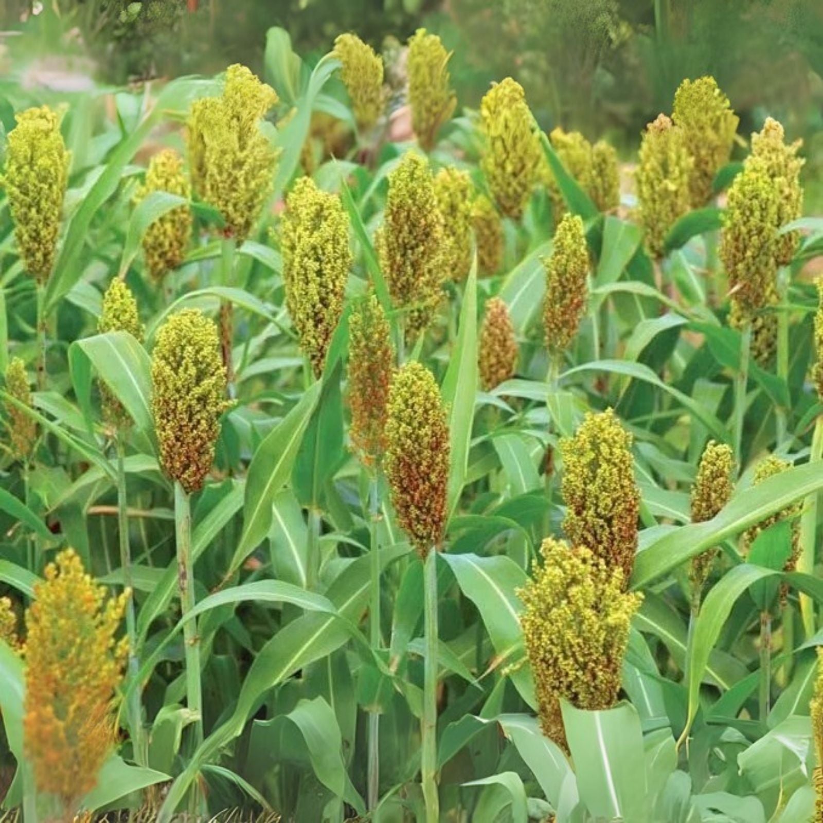 Wild Game Sorghum Seeds - Premium Food Plot Milo Seeds for Planting - CZ Grain Sorghum (Sorghum bicolor)