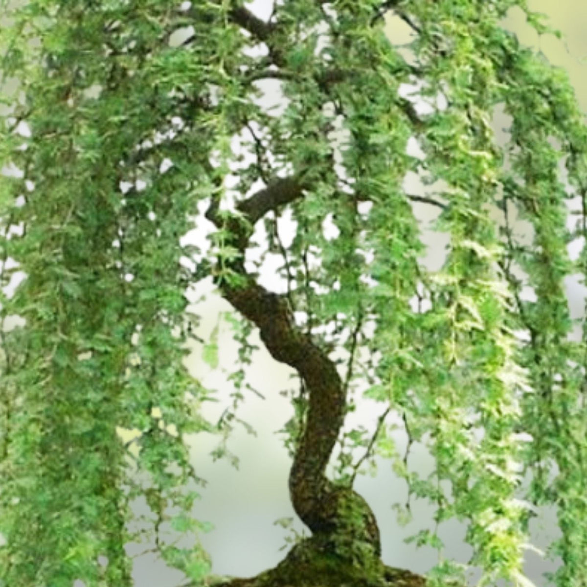 Bonsai Tree Cutting - Thick Trunk Weeping Willow - Salix babylonica - Indoor Live Plant, Decorative Garden Tree