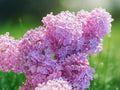 25 Seeds Heather Lilac Syringa Vulgaris Fragrant Hardy Perennial Flowering Shrub Soft Lavender Blooms Ornamental Garden Plant