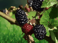 10 Live Plant Prime Ark Traveler Blackberry Rubus Starter Plug