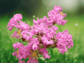1 Live Plant Pink Crape Myrtle 12 Inches Tall Starter Shrub Bare Root