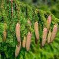 Norway Spruce Tree Seeds 50 Count - Evergreen Conifer Picea Abies for Gardening and Landscaping