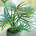 Philodendron Tortum Plant in 6" Pot - Tropical Indoor Houseplant - Philodendron tortum - Green Foliage