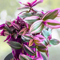 Wandering Jew Plant Cuttings 3-6" Pink Purple Stripe Tradescantia Zebrina Rare Indoor Houseplant