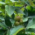 Shellbark Hickory Tree Seedlings 1 Gallon Pot Carya laciniosa for Landscaping and Wildlife Habitat