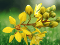 5 Seeds Galphimia glauca Thryallis Shrub