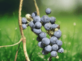 20 Seeds Riverbank Grape Vitis riparia Cold Hardy Native Vine