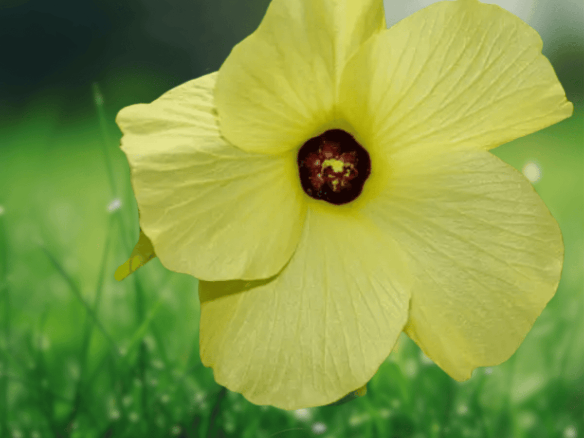 10 Seeds Abelmoschus manihot Sunset Hibiscus