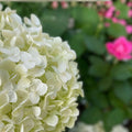 Hydrangea Seeds 85 or 250 Count Non-GMO Bloomwonder Variety for Gardens Landscaping Hydrangea macrophylla