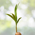 Coconut Palm Tree Seeds - 2 Fresh Live Coconuts for Sprouting - Cocos nucifera